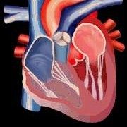 Arnold Ghitis, MD